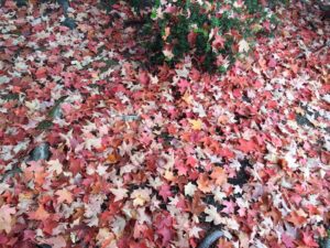 Autumn Home Maintaince Checklist Leaves